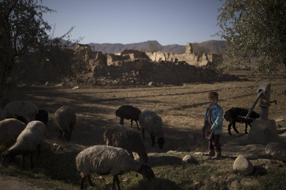 A boy stands with his flock of sheep at a village in Wardak province, Afghanistan, Monday, Oct. 11, 2021. (AP Photo/Felipe Dana)