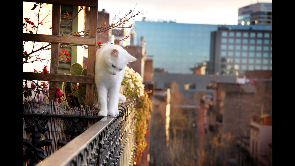 cat walking on balcony