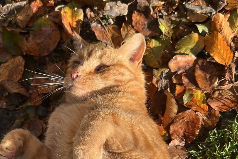Ginger cat rolling over