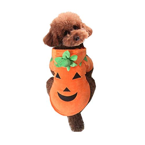 get your paws on these adorable petfriendly halloween costumes