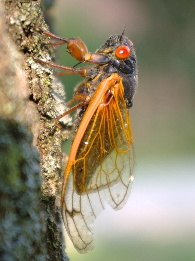 An adult cicada from the last Brood XIX emergence in 2011 rests on a tree trunk.