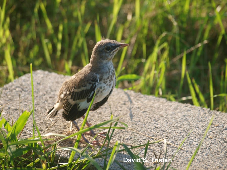 Young mockingbird