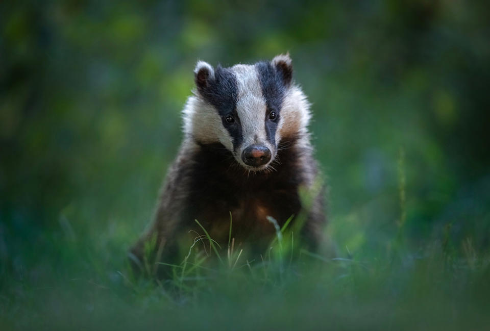 Wildlife photography by Dani Connor