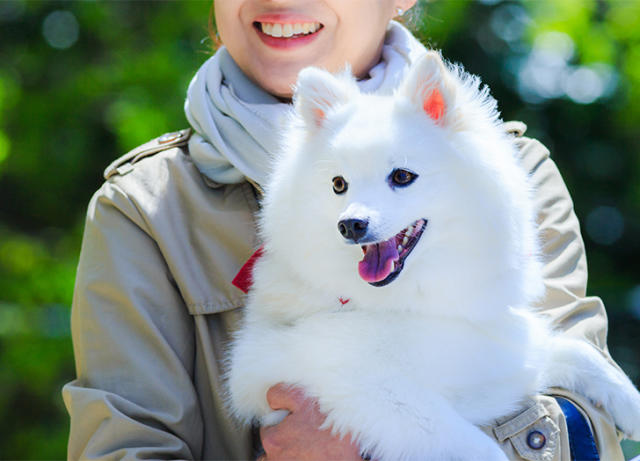 does the japanese spitz have infectious disease