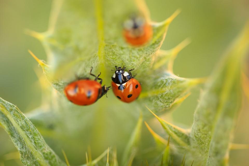 <p><strong>Convergent Lady Beetle</strong></p><p>Never heard of a Lady Beetle? That's because most people call them lady bugs. </p>