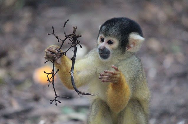 Terrified squirrel monkeys have fought back at would-be thieves who broke into their enclosure and tried to snatch them. Source: Wellington Zoo