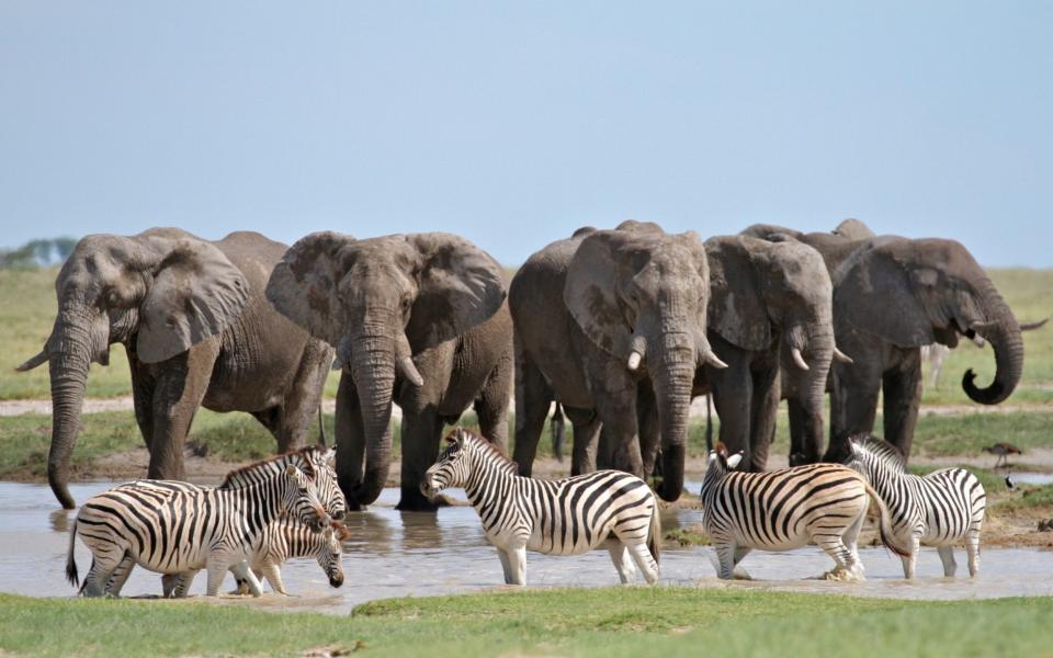 A herd of elephants behind some zebras at a watering hole - Mike Unwin