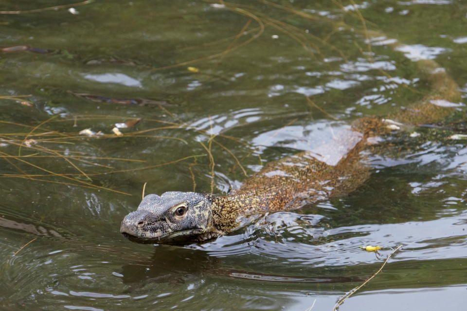 A young Komodo dragon, scientific name Varanus komodoensis, swims inside the caring cage at the Surabaya Zoo, in Surabaya, East Java province, Indonesia, November 1, 2021. Picture taken November 1, 2021. REUTERS/Prasto Wardoyo NO RESALES. NO ARCHIVES