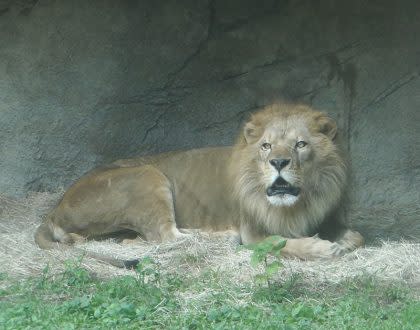 （中央社資料照／木柵動物園提供）