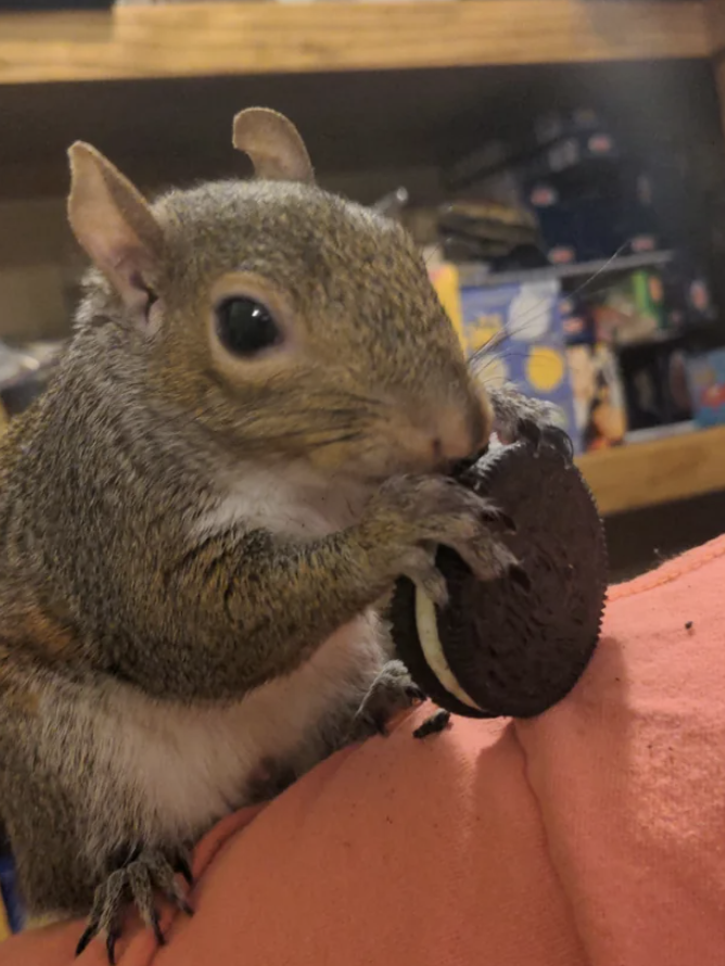 A squirrel is nibbling on an Oreo