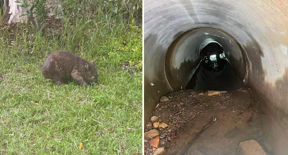 The beloved wombat, known to locals, was cowering inside a pipe after the dog attack left him while severe injuries. Source: Supplied
