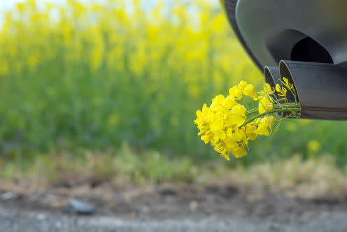 <span class="caption">Flower power. </span> <span class="attribution"><a class="link " href="https://www.shutterstock.com/image-photo/car-pipe-exhaust-yellow-rape-conceptual-467243405?src=GdIr8LIjE-1mEQaH-RKqRg-2-92" rel="nofollow noopener" target="_blank" data-ylk="slk:kelifamily;elm:context_link;itc:0;sec:content-canvas">kelifamily</a></span>