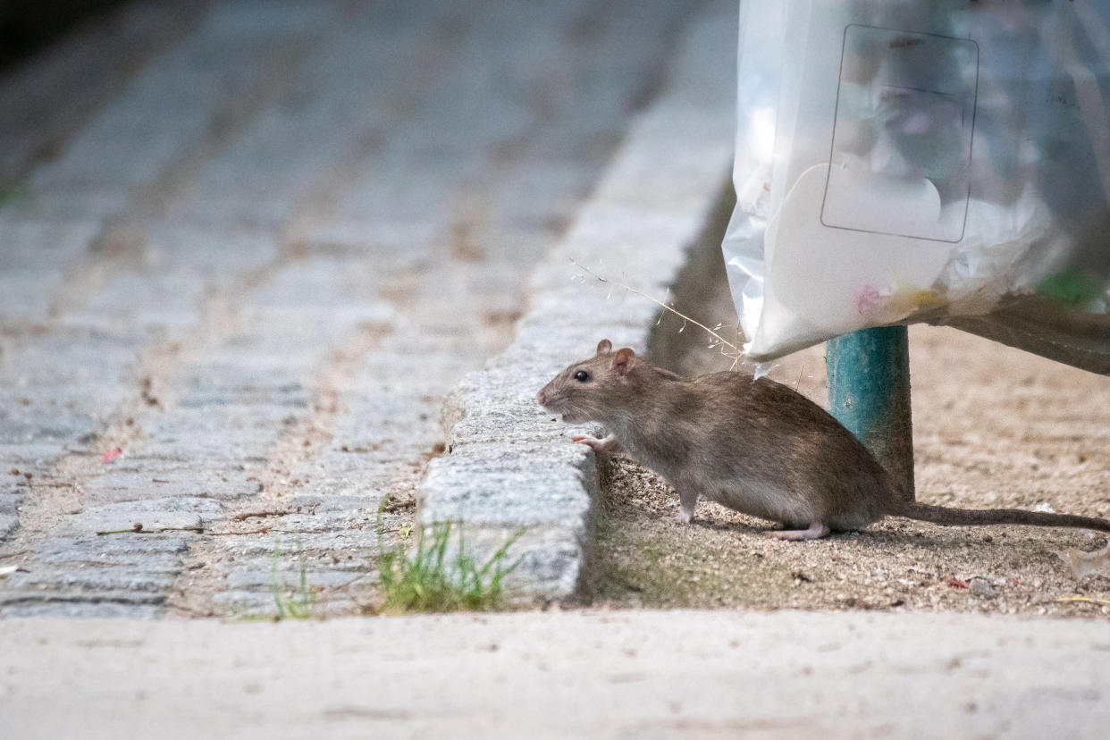 Le logement insalubre était occupé par des rats (image d'illustration : Getty images)