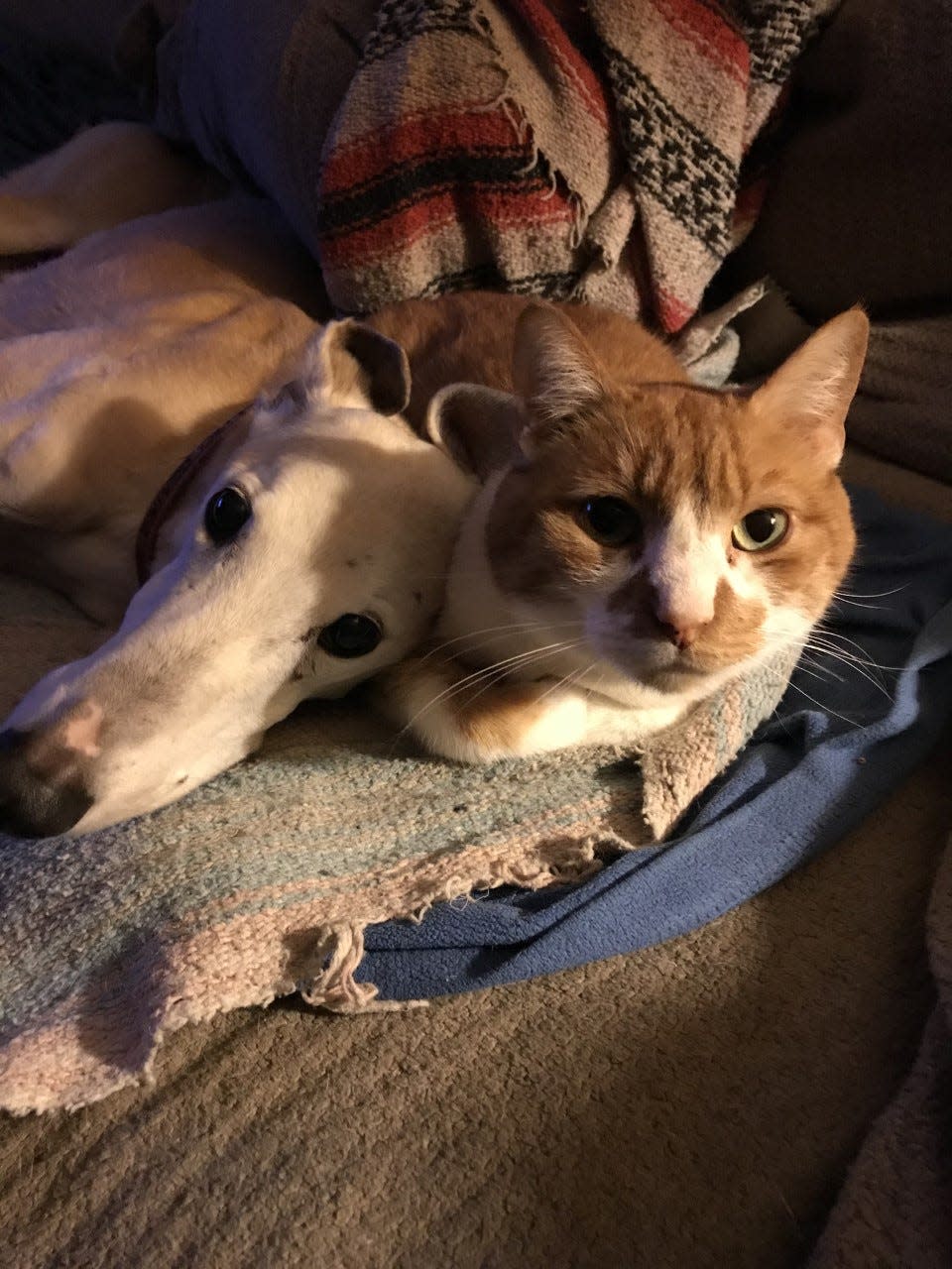 Lester and Monkey Boy forged a truce after a rocky start.