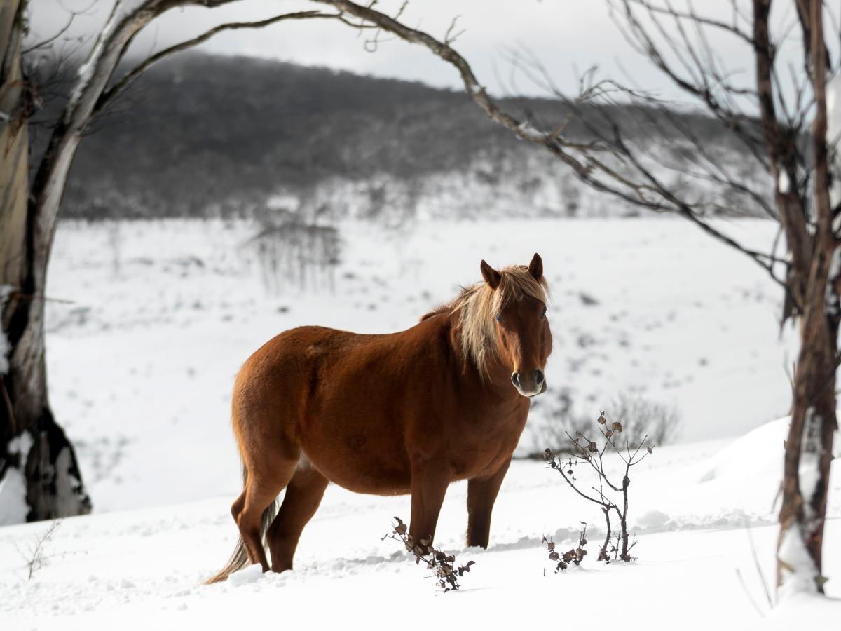 Wild horses return to Kazakh plain after centuries