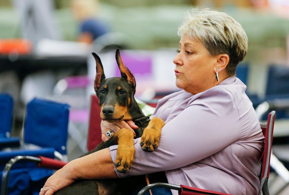 Fourteen-week-old Doberman Pinscher Jadya sit on Marcy Nichols, from Kentucky, lap during the 96th annual Doberman Pinscher Club of America National Show and Convention at the Expo Center on Tuesday, Sept. 26, 2023.