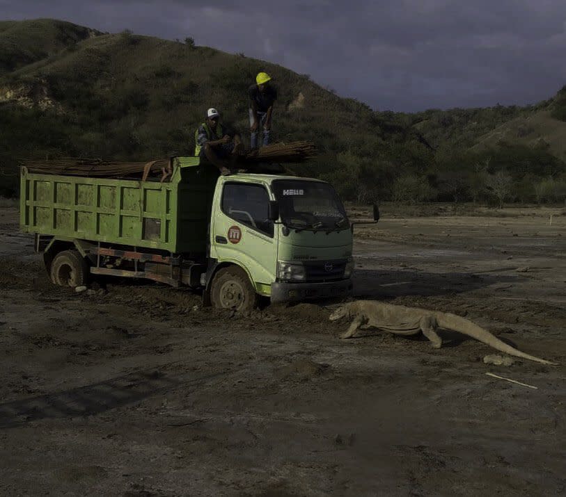 印尼政府的觀光景點開發計畫涵蓋科莫多巨蜥棲地，受到外界批評。（圖片來源／截自推特）
