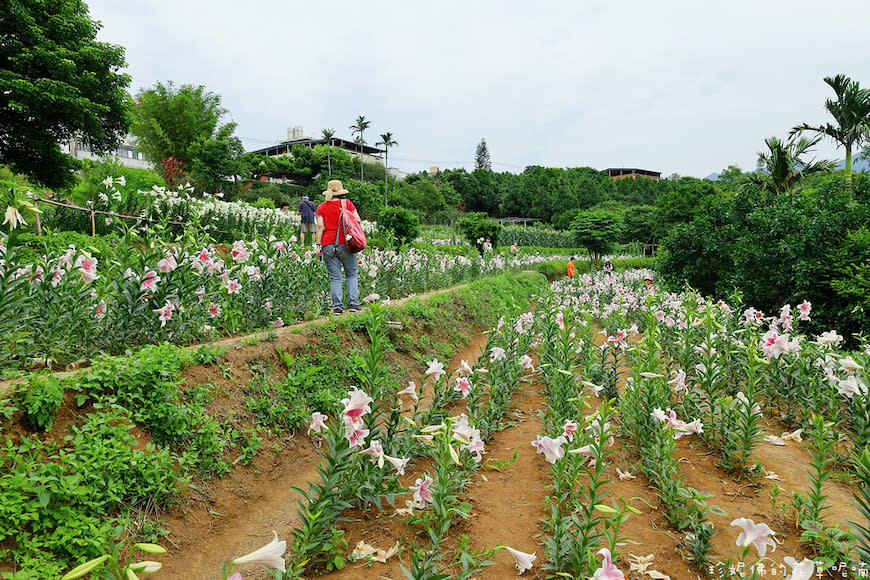 新北淡水｜奎柔山路百合花園