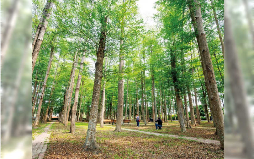 種植了一整片小葉欖仁的「溪美社區森林公園」，吸引許多遊客駐足拍照。（圖／宋岱融攝）