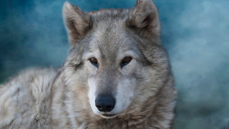 As Colorado Brings Back Wolves, Utah Faces Misinformation