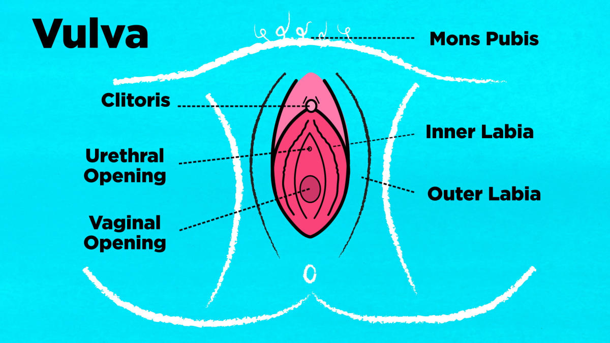 Components Vulva Mons Pubis Labia Majora Stock Illustration