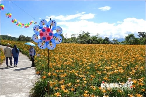 《2014花東金針花季》花蓮富里六十石山、台灣小瑞士觀景台、玉里赤科山金針花海、汪家古厝曬金針、金針花合菜、會走路的郵局(2014/08/28花況)