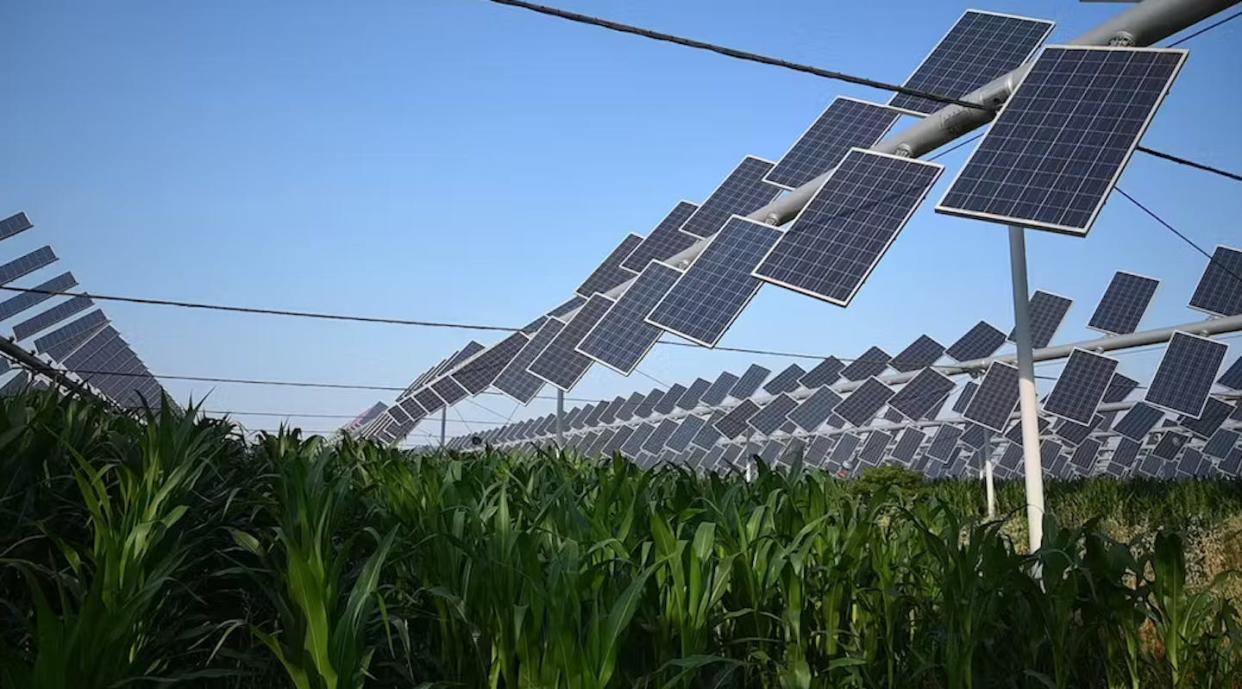 Agrivoltaic farming — growing crops in the protected shadows of solar panels — can help meet Canada's food and energy needs. (Alexis Pascaris, AgriSolar), Author provided