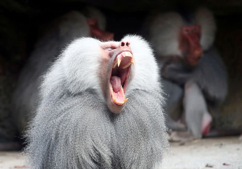 FILE PHOTO: A baboon yawns in his enclosure while sitting in the sun at the Hellabrunn zoo in Munich