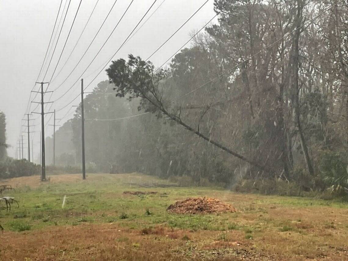The majority of outages on Hilton Head Island Jan. 9 at 4:30 p.m. were due to this tree that fell on a Santee Cooper transmission line mid-island, according to Palmetto Electric Spokesperson Tray Hunter.