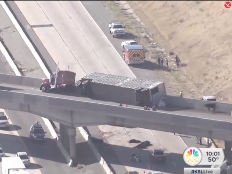 Cows rain down on drivers after crash in Utah