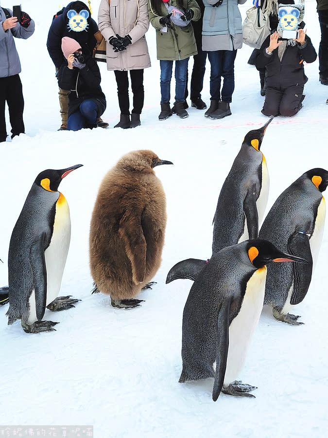 日本北海道｜旭川動物園、拉麵村、札幌大通公園、狸小路