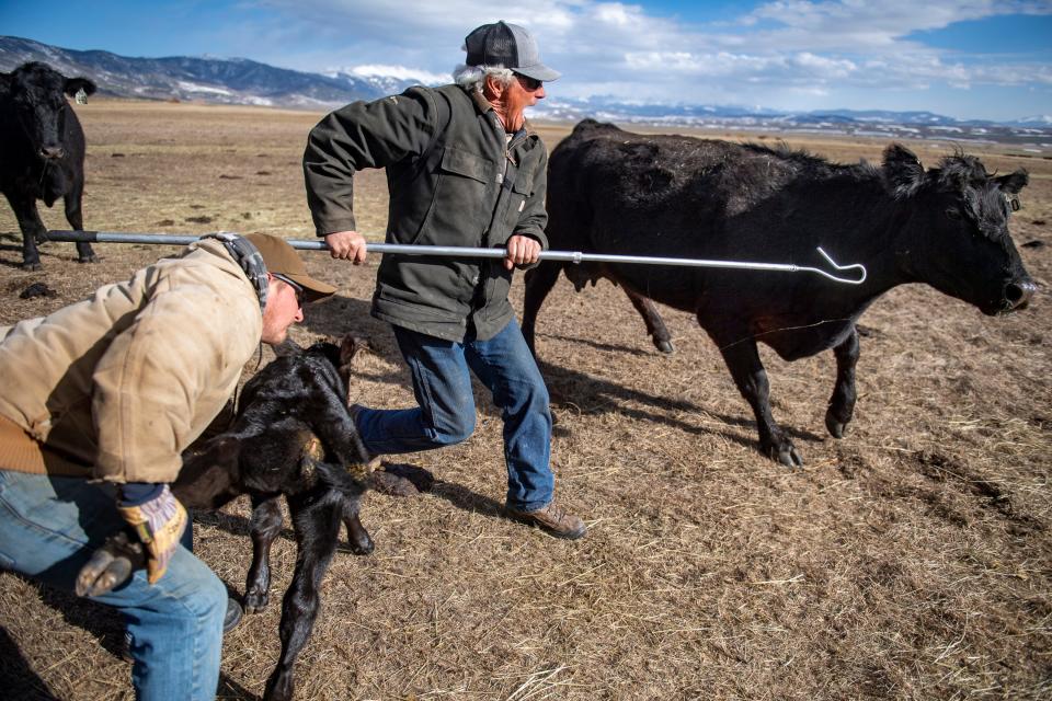 Don Gittleson keeps a heifer away as his son, Dave Gittleson, grabs her calf so he can apply a numbered ear tag and vaccination at the Gittleson Angus ranch northeast of Walden on April 20.