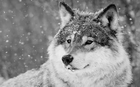 Close up of wolf's face in the snow - Credit: Getty