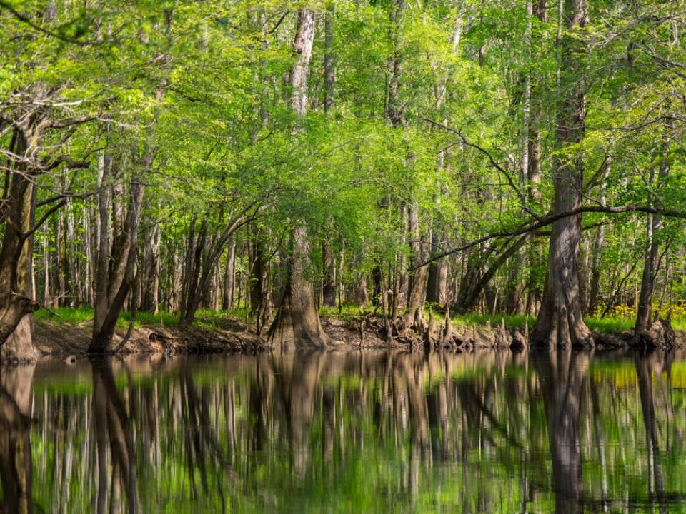 Tall Trees Reflected on Waters Edge, Cedar Creek Congaree National Park,