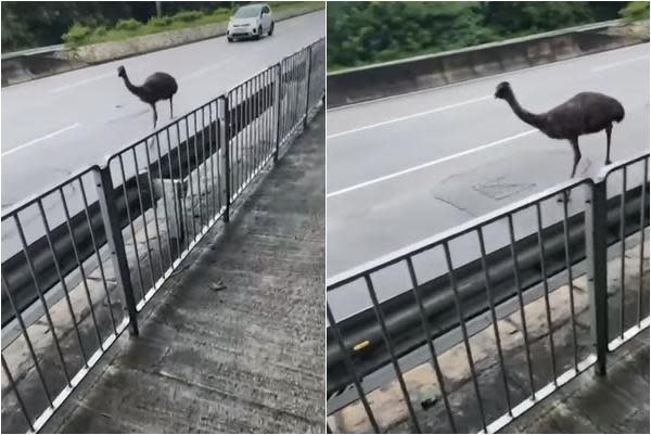 天水圍有澳洲鴕鳥「鴯鶓」馬路狂奔　屬流浮山私人農莊被尋回(網上短片截圖)