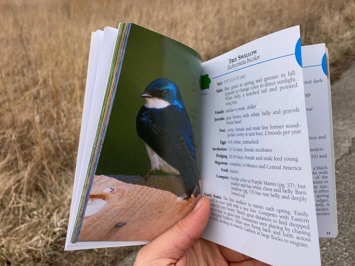 Pages 49 of Stan Tekiela's "Birds of Iowa Field Guide" shares information about the tree swallow.