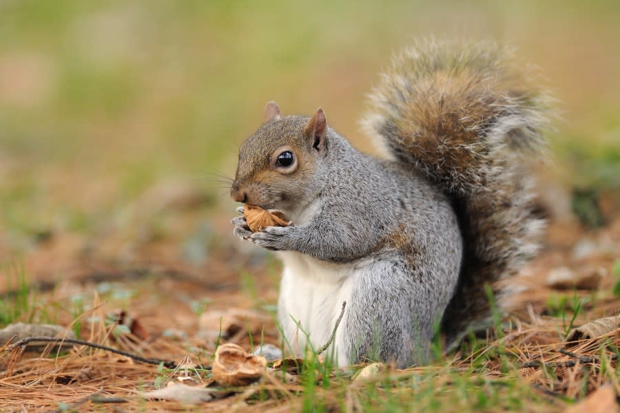 Eastern gray squirrel (Sciurus Carolinensis) eating nut.