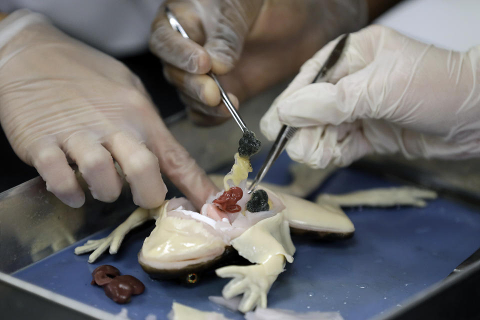 In this Wednesday, Nov. 20, 2019 photo, students dissect a synthetic frog from Syndaver Labs at J.W. Mitchell High School in New Port Richey, Fla. The school is the first in the world to try out the new technology. (AP Photo/Chris O'Meara)
