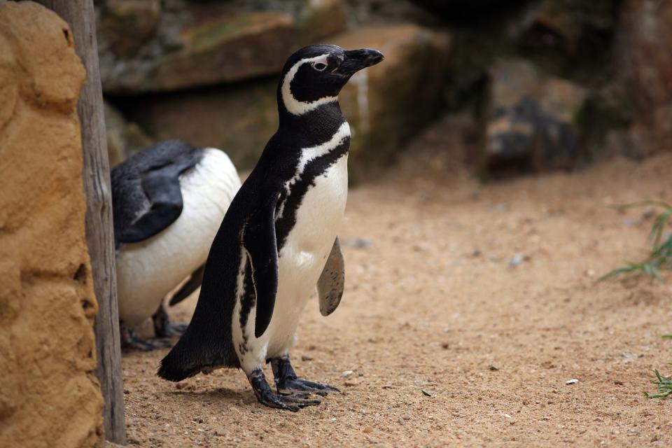 <p>Tune in to San Diego's penguin cam to watch these adorable creatures splashing around in the water and on the shore. Perfect at-home entertainment. </p><p><a class="link " href="https://zoo.sandiegozoo.org/cams/penguin-cam" rel="nofollow noopener" target="_blank" data-ylk="slk:WATCH NOW;elm:context_link;itc:0;sec:content-canvas">WATCH NOW</a> </p>