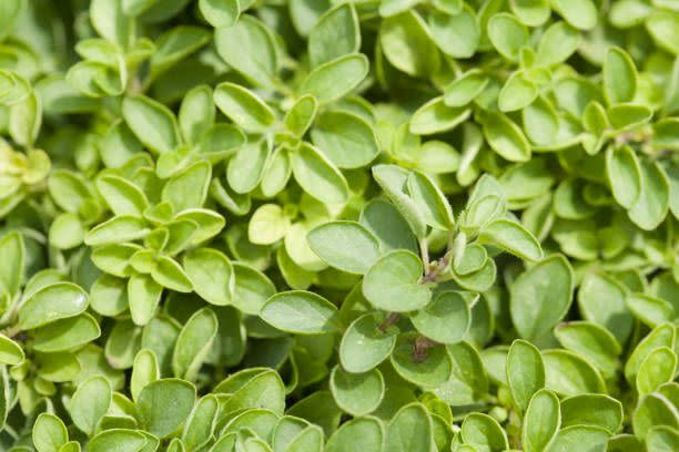 12) Oregano