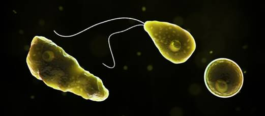 A Missouri resident has a laboratory-confirmed infection of Naegleria fowleri, a microscopic single-celled free-living ameba that can cause a rare life-threatening infection of the brain.