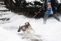 Alex Lane walks his dog, Niay, a German Shepherd mix, through the snow on the West Side, Saturday, Nov. 19, 2022 in Buffalo, N.Y. Residents of northern New York state are digging out from a dangerous lake-effect snowstorm that had dropped nearly 6 feet of snow in some areas and caused three deaths. The Buffalo metro area was hit hard, with some areas south of the city receiving more than 5 feet by early Saturday. (Libby March /The Buffalo News via AP)