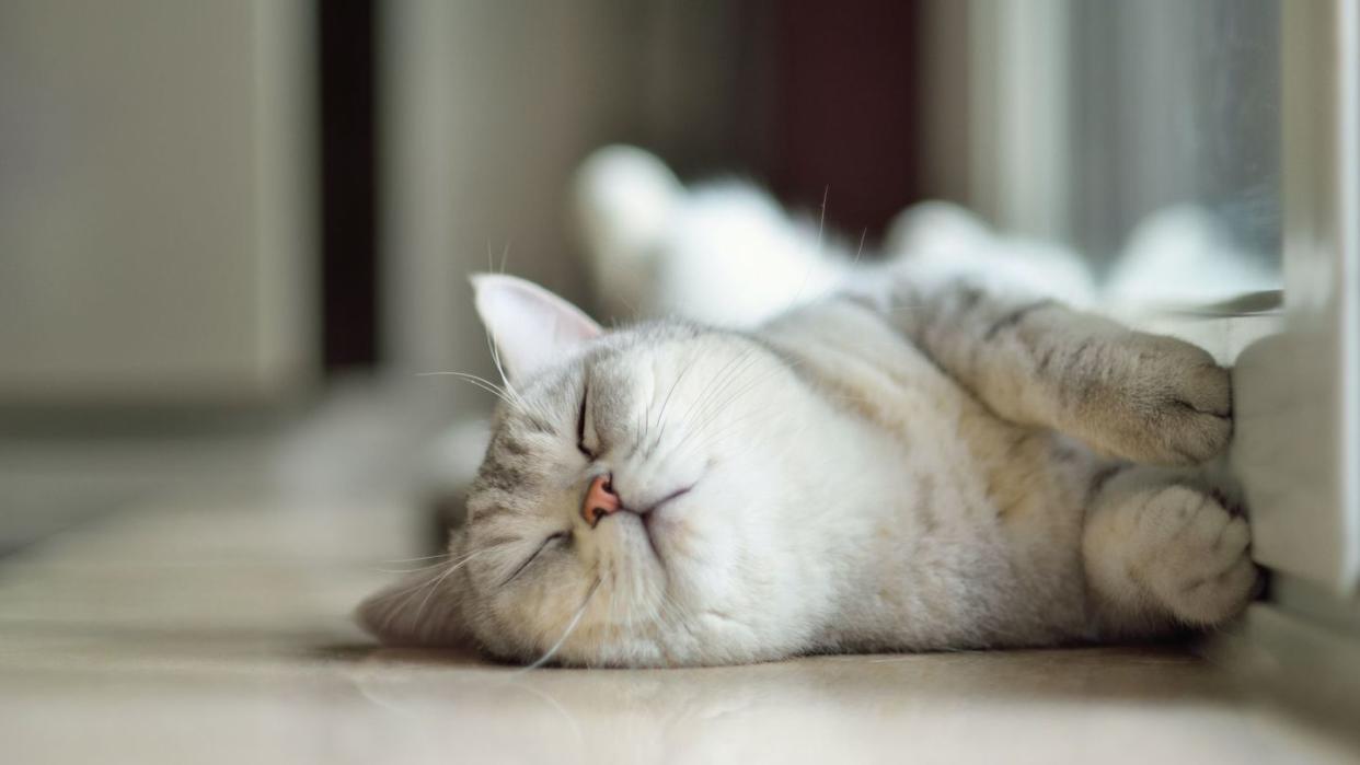 cute light gray tabby cat sleeping on ground that you might name oliver, the most popular male cat name
