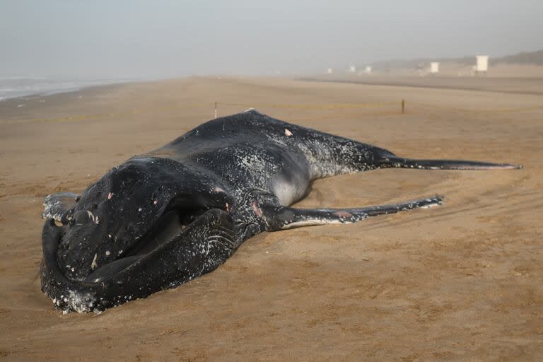 Buscan explicar las causas de la muerte de la ballena jorobada que fue encontrada el jueves en las playas de Valeria del Mar