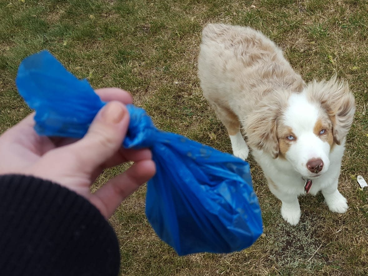 A dog owner in Calgary is responsible for picking up all feces their pet produces on and off their property. (Sarah Lawrynuik/CBC - image credit)