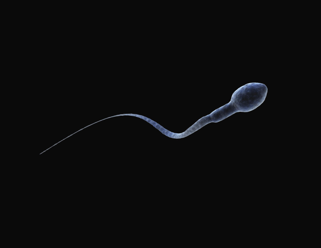 An image of a spermatozoon.