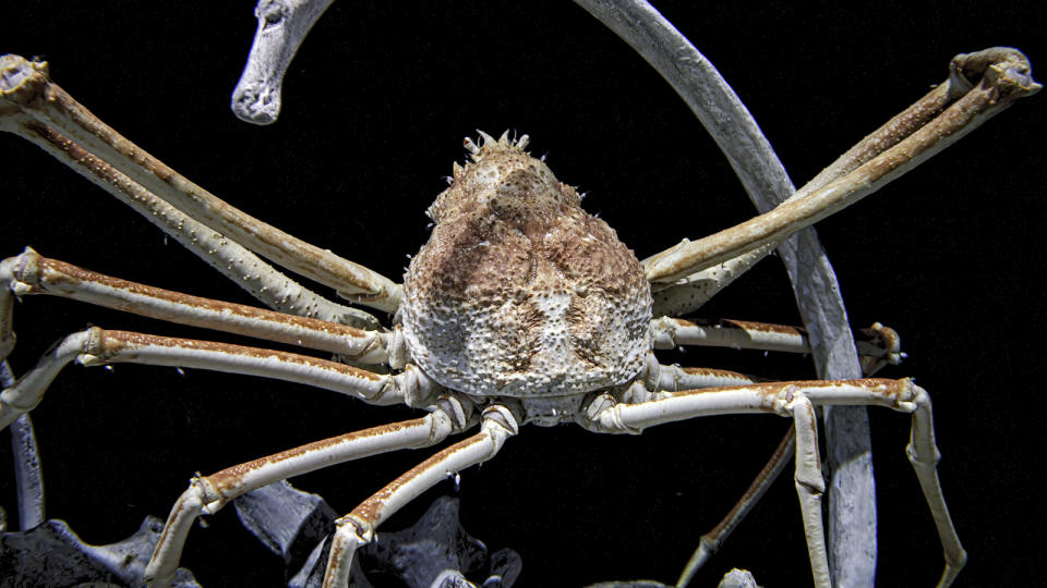 Japanese spider crab