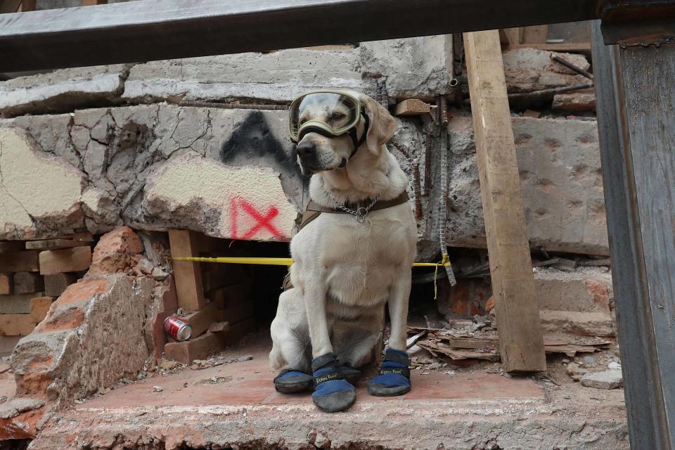 <p>CIUDAD DE MEXICO, Earthquake/Terremoto-CDMX.- Aspectos de las labores de rescate y búsqueda de sobrevivientes que tuvieron lugar este 23 de septiembre de 2017, en el edificio colapsado del Colegio Enrique Rébsamen, ubicado en la calle Rancho Tamboreo y Calzada de las Brujas, en Coapa, al Sur de la Ciudad de México. En imagen, “Frida”, can de rescate de la Heroica Escuela Naval Militar que apoya las labores de búsqueda. Foto: Agencia EL UNIVERSAL/Ariel Ojeda/AFBV </p>