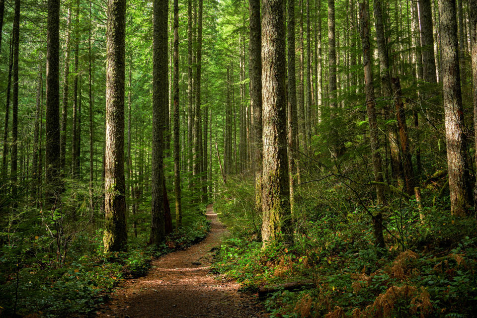 trail in the forrest