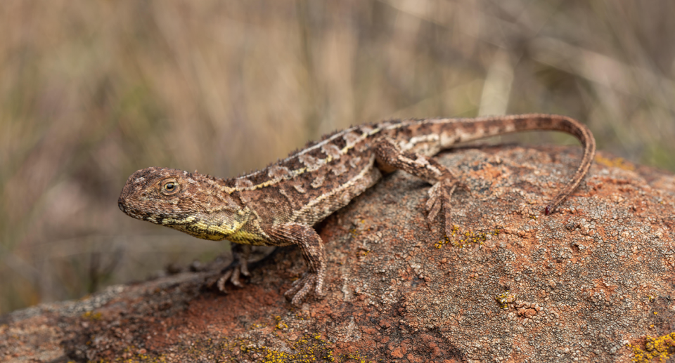 A Monaro grassland earless dragon sitting on a rock.